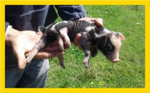 Nació un chancho con 6 patas. Será para correr más rápido?