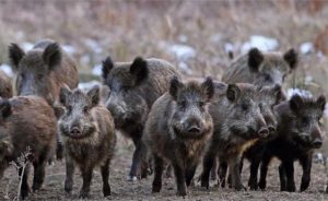 Autorizan la caza de jabalíes, conejos y otros animales
