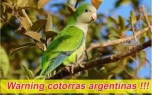 Madrid quiere exterminar las cotorras argentinas
