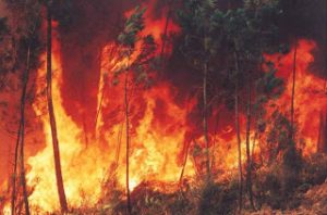 INCENDIO EN UN PREDIO FORESTAL EN SAN ANSELMO