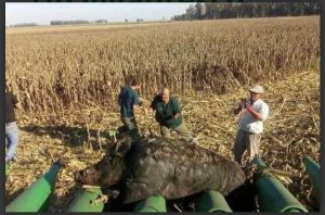 UN GIGANTESCO JABALÍ QUEDÓ ATRAPADO EN UNA COSECHADORA