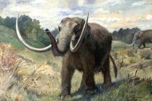 Hallazgo de mastodonte milenario en Pueblo Liebig