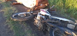 Un motociclista resultó lesionado tras impactar con un vacuno