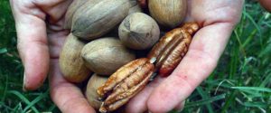 Entre Ríos consolida su liderazgo en producción de nuez pecán