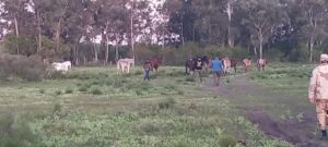BRIGADA ABIGEATO COLÓN REALIZÓ ALLANAMIENTO POR MALTRATO ANIMAL