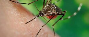 La provincia se prepara para realizar el monitoreo del mosquito transmisor del Dengue