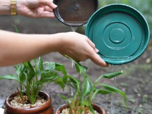 Cómo prevenir el desarrollo del mosquito Aedes aegypti