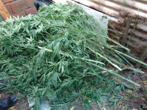 En un allanamiento se encontraron plantas de marihuana