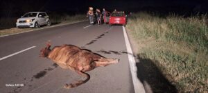 Accidente en Ruta 130: Dos vehículos colisionaron un novillo.