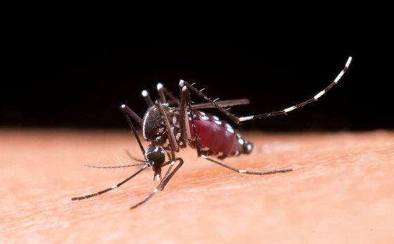 En la última semana se notificaron 2.072 nuevos casos de dengue en la provincia de Entre Ríos