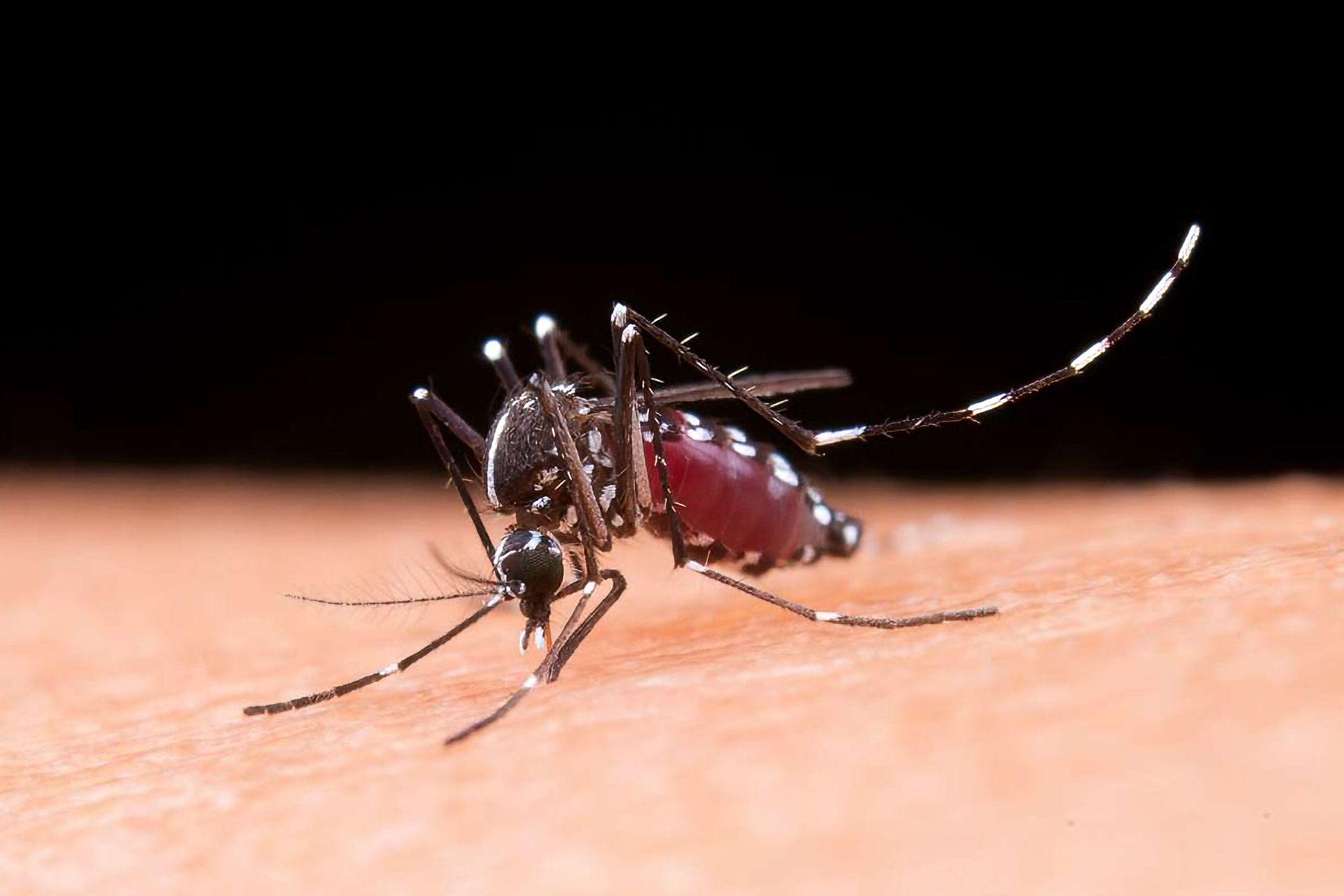 En la última semana se notificaron 2.072 nuevos casos de dengue en la provincia de Entre Ríos