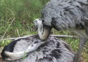 Parque Nacional El Palmar: Restaurando el Hogar del Ñandú