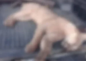 La provincia investiga la caza de un puma en Larroque