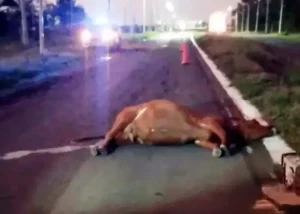 RUTA 39: Accidente vial con dos personas hospitalizadas y un caballo atropellado