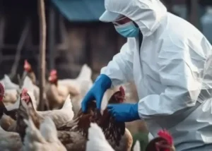 Paraguay emitió una alerta sanitaria por casos de gripe aviar cerca de Argentina