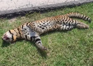 Atropellaron a un gato montés en una ruta de Entre Ríos
