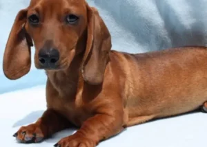 Un perro salchicha mató a un bebé recién nacido adentro de su cuna: “Se puso celoso”