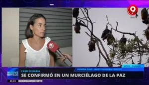 Detectaron rabia en un murciélago en Entre Ríos