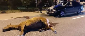 Tragedia: una estampida de caballos mató a una docente que viajaba en auto