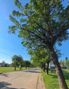 Pronunciamiento: Extracción de árboles en calle Juana Deymonnaz