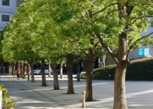 1° de Mayo : Relevamiento de arbolado urbano