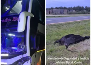 Colectivo de larga distancia chocó contra un vacuno en la Autovía